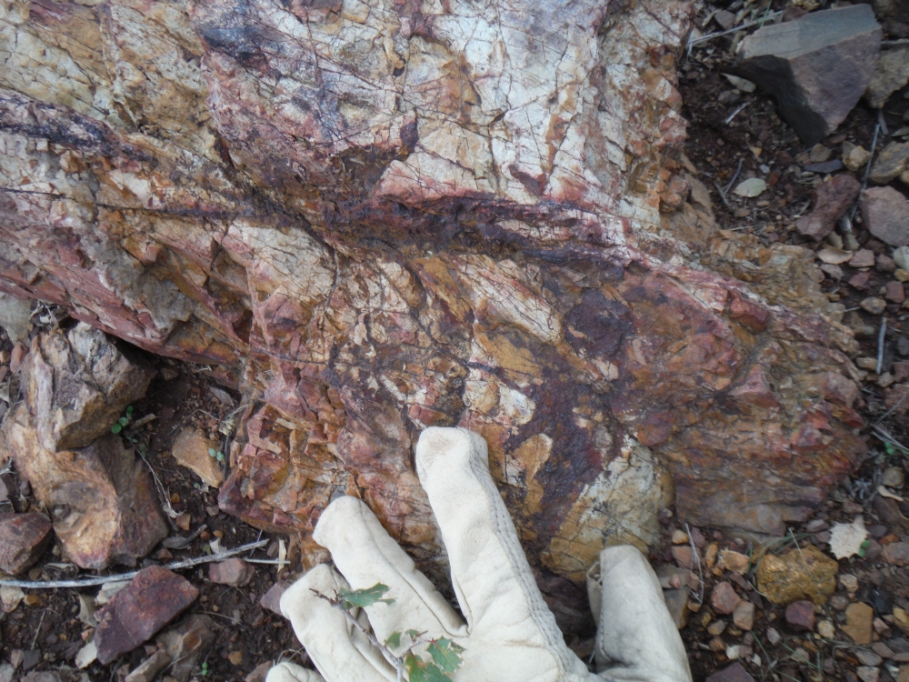 Photo of oxidized sulfide veins in Proterozoic Apache Group sediments. Similar alteration extends for 1.6 km along strike across the property.